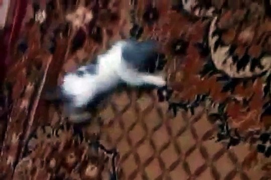 Motan Baran операция колцун