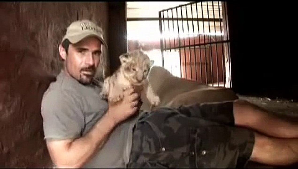 Incroyable réaction d'une lionne