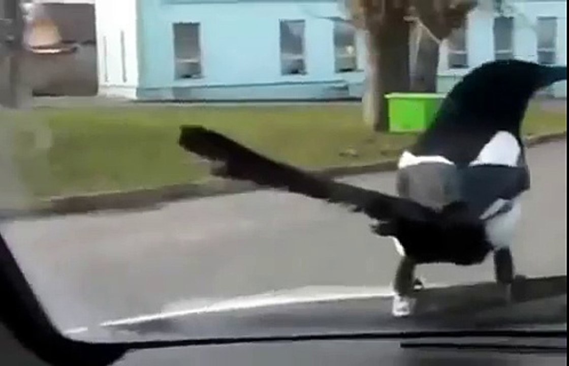 Funny Magpie Drives Car - Pie Bavarde !