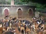 150 dogs OMG MUst see this video!( Very dangerous dogs)