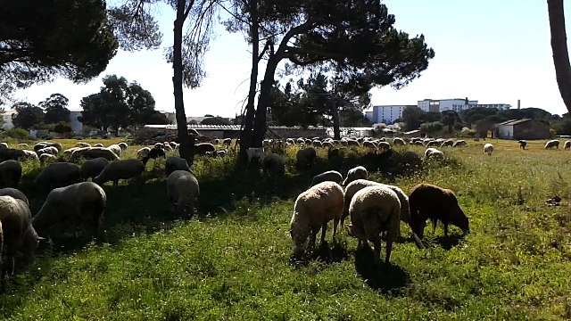 Passage des moutons