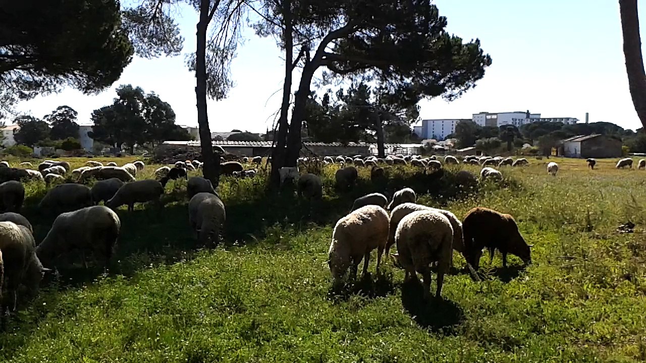 Passage des moutons
