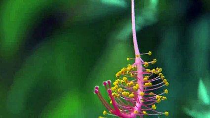 Celebrate Hanukkah with King David at the World Music Museum 🎶