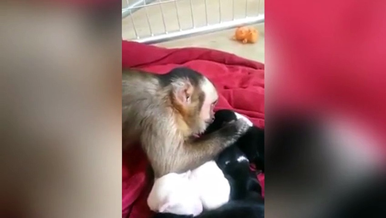 Un singe caresse affectueusement une portée de chiots