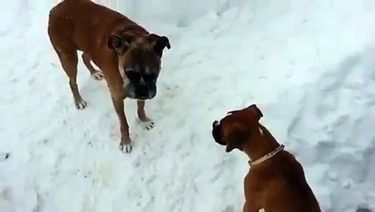 Cão Fica Realmente Confuso Ao Brincar Na Neve