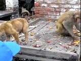 Yavru Köpek ile maymun arasında geçen araba kavgası gülme krizine sokacak