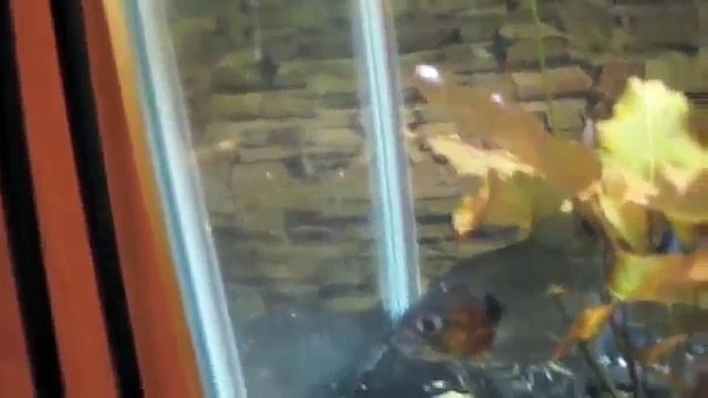 Manueli Piranha, Wolf fish, Northern Pike, Red belly piranhas, Black Rhom