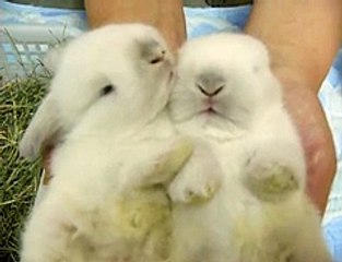 Very cute rabbits addtofun.com