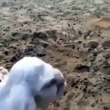 sheep with a human face Мутант mutant Баран с человеческим лицом