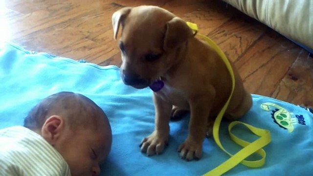 Sleepy Puppy falls asleep on baby