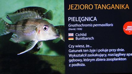 "Afrykarium"  w Ogrodzie Zoologicznym we Wrocławiu  21 III 2015