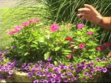 Watering and Caring for Container Gardens