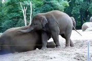 Baby Elephant Wants To Play With His Mother