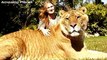 World's BIGGEST CAT! The LIGER (a LION TIGER cross SUPER-BREED!)