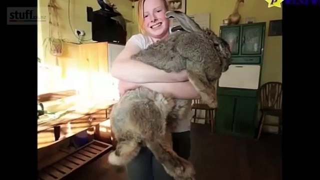 World's Largest Bunny Rabbit Weighs 55 Pounds Has Crazy Diet!