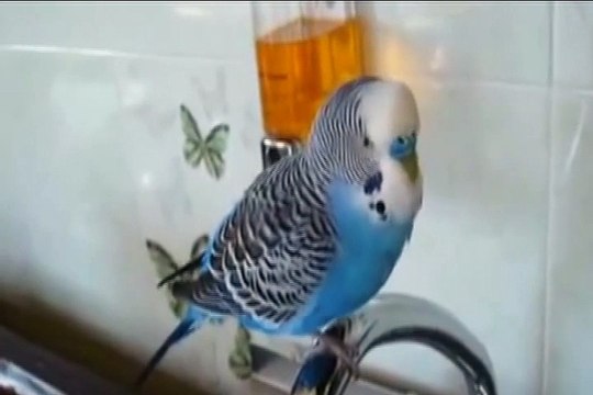 Очень говорливый!!