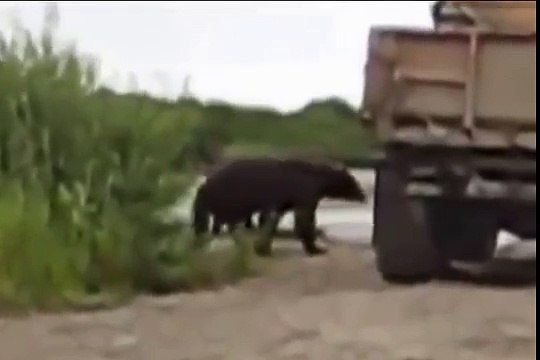 Хитрый медведь ворует рыбу!!!
