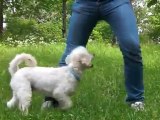 Hundträning - Månadens trick juni (High five   Buga)