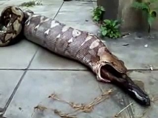 SERPIENTE SE COME GATO GIGANTE