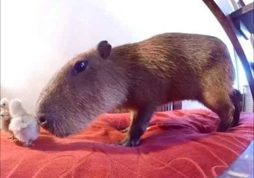 JoeJoe the Capybara Investigates Some Chicks