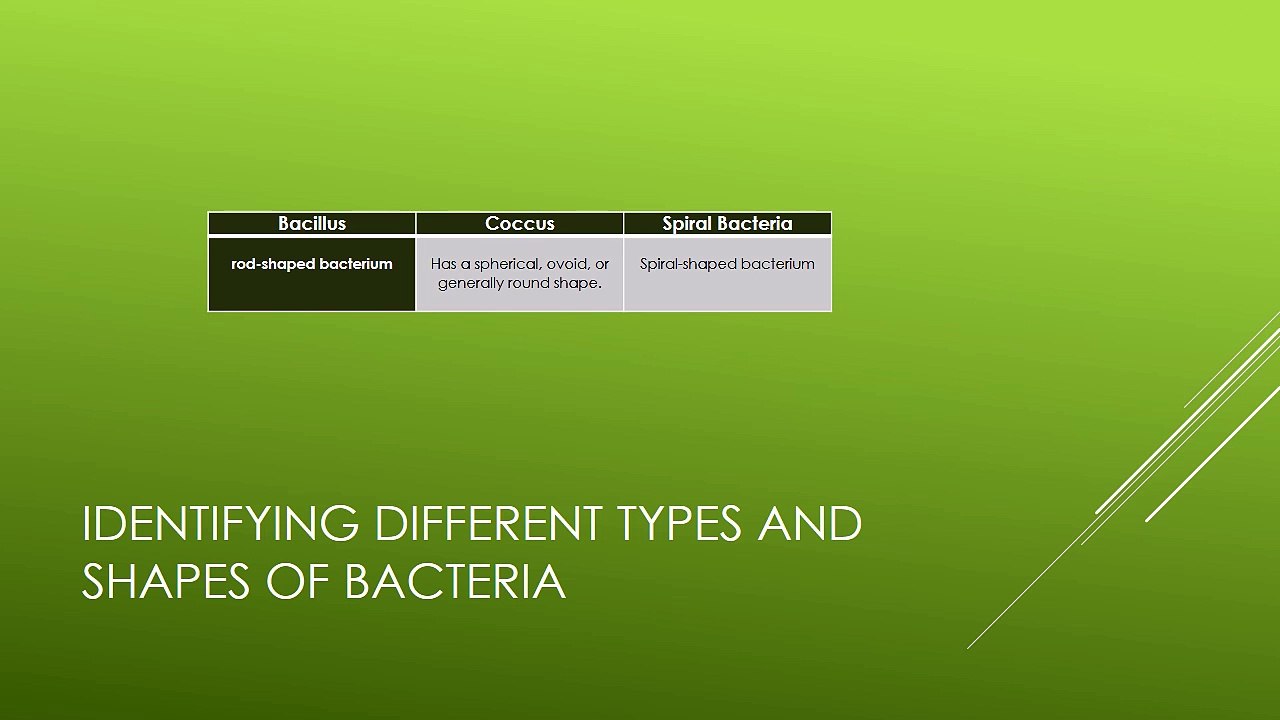 Bacteria Web Quest
