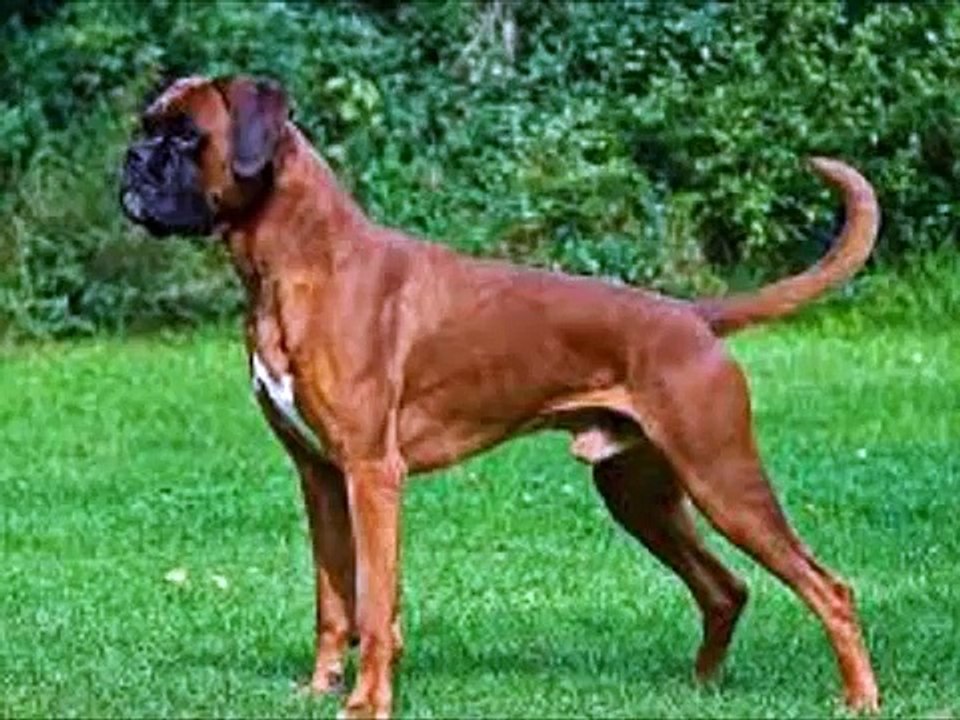 LOS PERROS MAS BRAVOS DEL MUNDO TOP 23