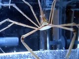 Mantis Shrimp vs. Several Crustaceans (Crustacean Wars Clip Show)