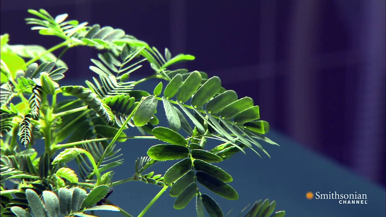 Do Plants Respond to Pain? video Dailymotion