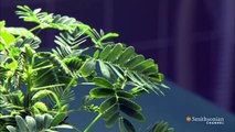 Do Plants Respond to Pain?