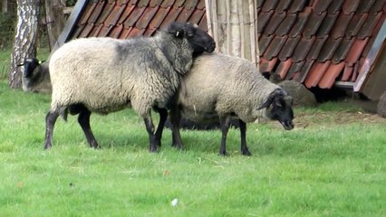 Paarungsverhalten bei Schafen