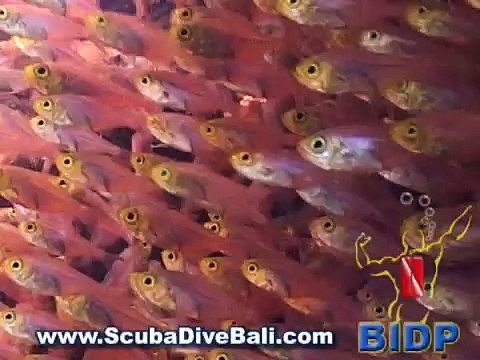 Ocean Sunfish (Mola Mola) Bali