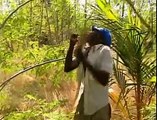 Moringa Oleifera Tree Documentary