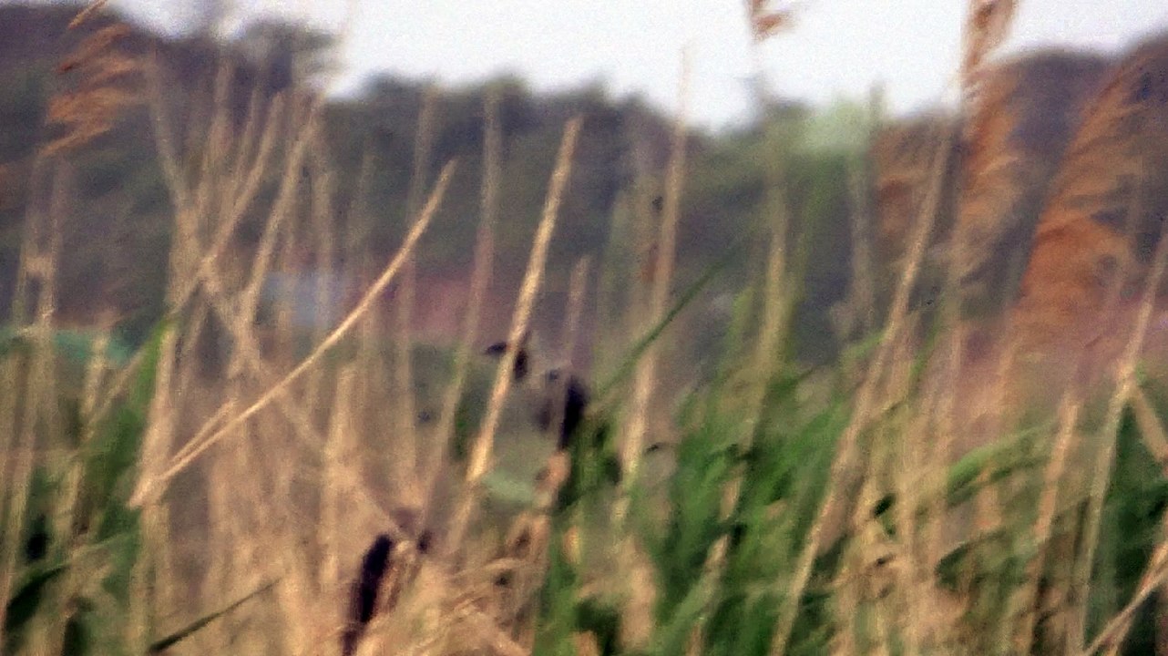 The view of Kallar Kahar Lake with birds in the evening 4 april 2015 Pakistan