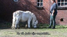 Clickertraining voor Paarden: een oefening 