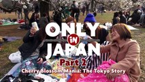 Cherry Blossoms Around Tokyo: Shinjuku, Meguro, Ueno and Odaiba ★ WAO! RYU ONLY in JAPAN#7