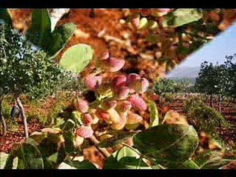 Şanlıurfa Birecik Ciftlik Köyü