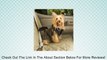 Pet Vehicle Safety Harness Review