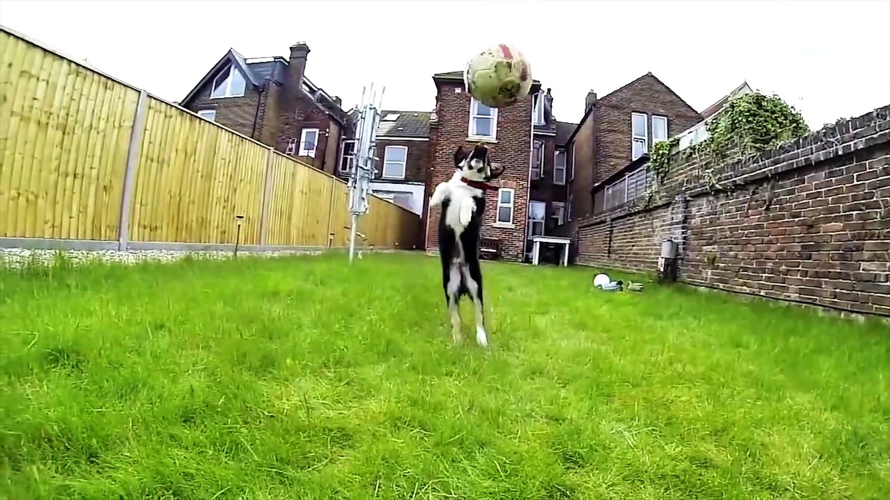 Des chiens qui se ratent : compilation de gros FAIL de toutous!