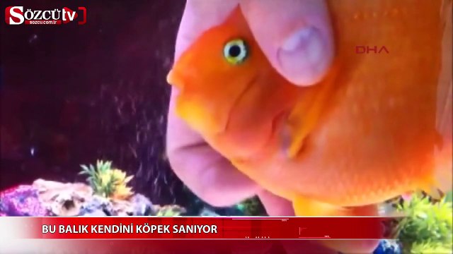 Bu balık kendini köpek sanıyor