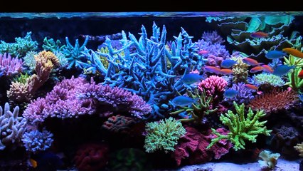 Krzysztof Tryc's reef tank  - system with NP-reducing BioPellets