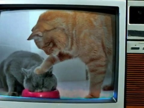 Les retrouvailles émouvantes entre Ban et Meliodas (Nanatsu no Taizai)