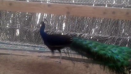 Emirates Peacock: Stunning Bird at www.emiratesbirds.com