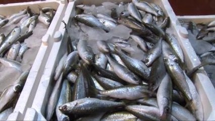 Vali Güzeloğlu Balık Halinde Mezatı Başlattı