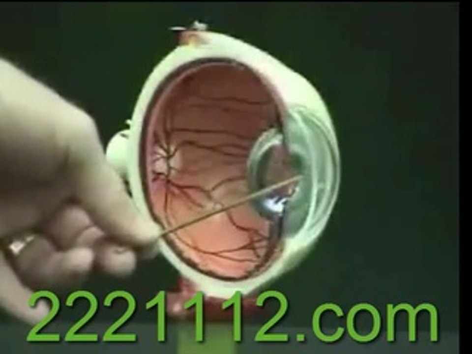 Basic Eye Anatomy