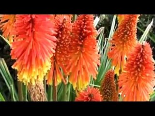 Richard Clayderman - The Great Pretender  ♥