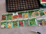 Poorman's Garden! Grow TONS of food FAST! from seeds