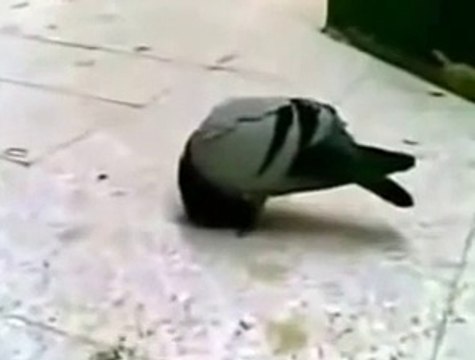 Miracle of Makkah,( the amazing islamic video) a Bird Praying Towards Ka'aba. 2015