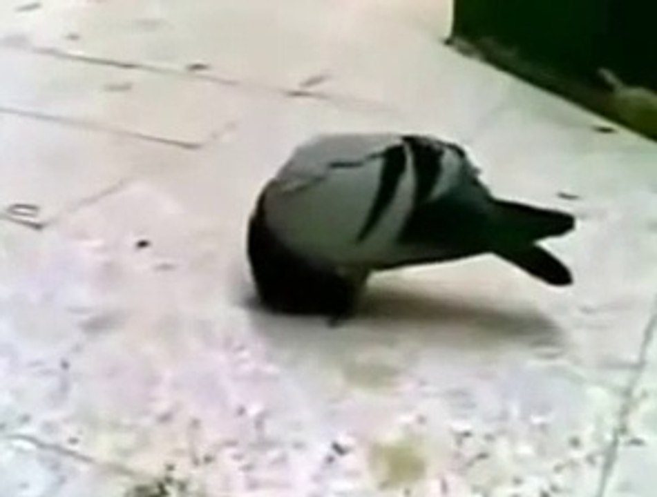 Miracle of Makkah,( the amazing islamic video) a Bird Praying Towards Ka'aba. 2015