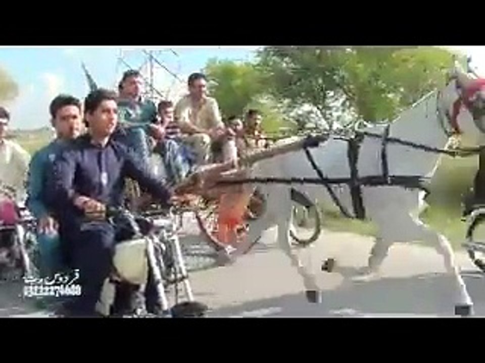 atteeq rehman horse pawan jumma try 3-4-15