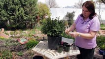 Boxwood Propagation With Stem Cuttings : Grow Guru